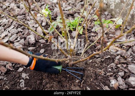 Gärtner lockert Boden um Rosenbusch im Herbstgarten mit Handgabel. Strauch mit Werkzeugen pflegen. Garten für den Winter vorbereiten Stockfoto