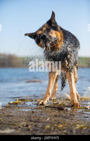 Deutscher Schäferhund ansehen Stockfoto