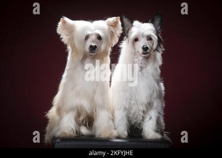Sitzende Puderpuffs mit chinesischen Crested Stockfoto