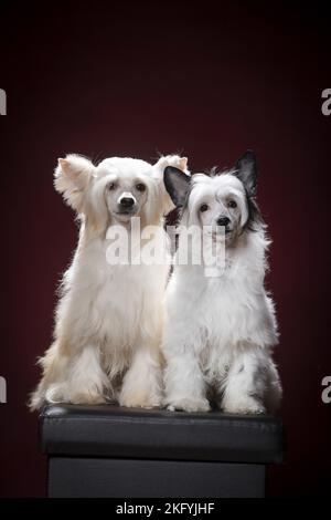 Sitzende Puderpuffs mit chinesischen Crested Stockfoto