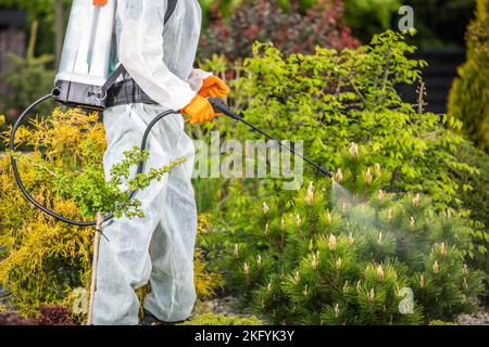 Professioneller Gärtner in Sicherheit gleichmäßige Sprühen von Pestiziden auf Pflanzen mit Pumpsprüher. Thema Gartenarbeit. Stockfoto