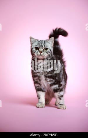 junge Britisch Kurzhaarkatze Stockfoto