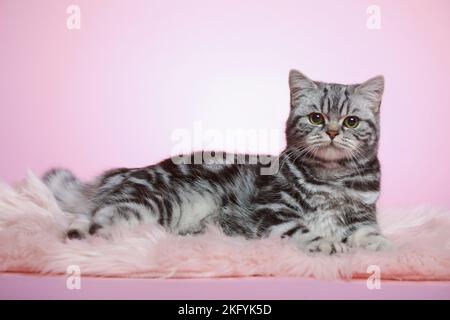 Lügende junge britische Kurzhaarkatze Stockfoto