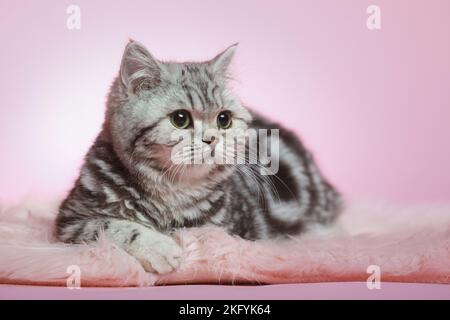 Lügende junge britische Kurzhaarkatze Stockfoto