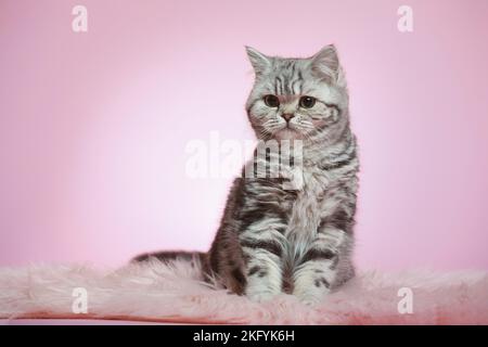 Sitzende junge britische Kurzhaarkatze Stockfoto
