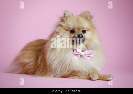 liegenden Pommerschen Stockfoto