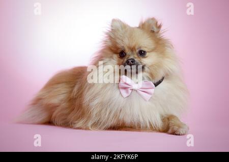 liegenden Pommerschen Stockfoto