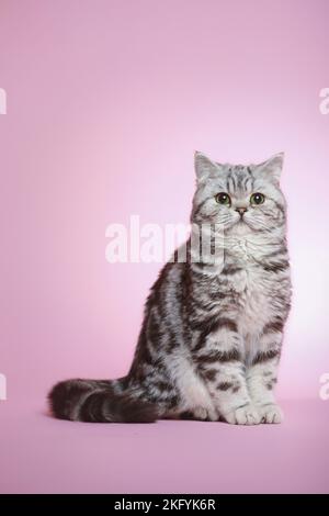 Sitzende junge britische Kurzhaarkatze Stockfoto