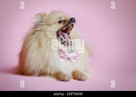 liegenden Pommerschen Stockfoto