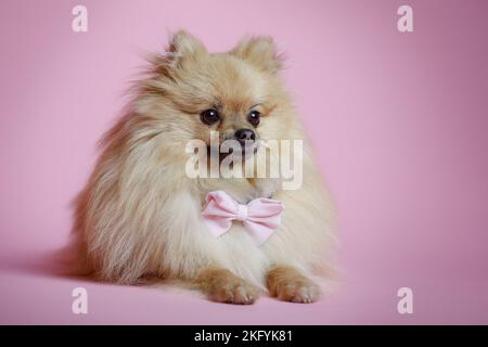 liegenden Pommerschen Stockfoto