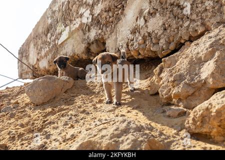 Streunende Welpen in einem Käfig. Hundehüterhaus. Das Tier befindet sich hinter Gittern. Obdachlose Welpen. Tierquälerei. Stockfoto