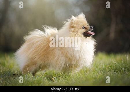 Deutscher Zwergspitz Stockfoto