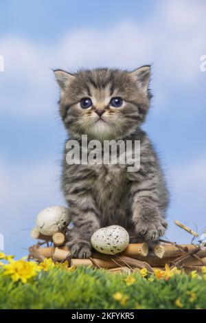 Britisch Kurzhaar Kätzchen Stockfoto