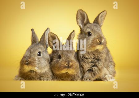 3 junge Kaninchen Stockfoto