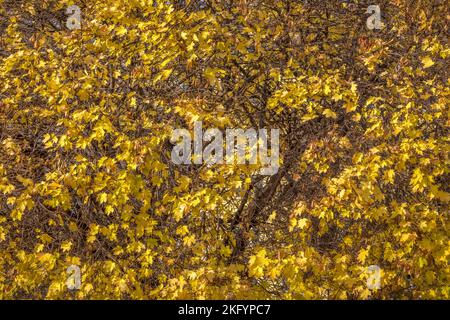 Im Central Park, New York, USA, liegen die goldenen Herbstblätter aus nächster Nähe Stockfoto
