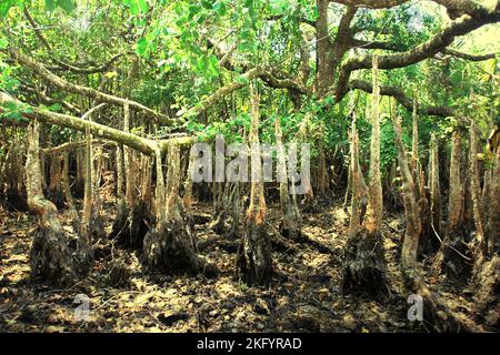 Riesige Luftwurzeln von sonneratia Pflanze, einer der Mangrovenbäume, die auf der Küstenlandschaft des Ujung Kulon National Park in Pandeglang, Banten, Indonesien wachsen. Stockfoto