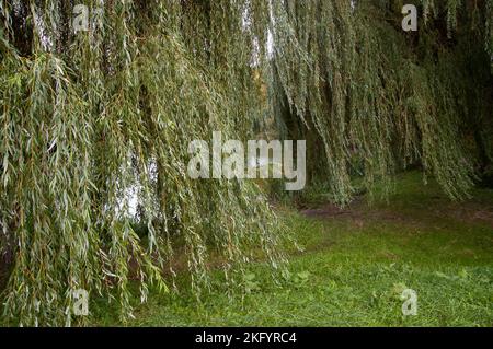 Das Seeufer mit grünem Gras und Weiden Stockfoto