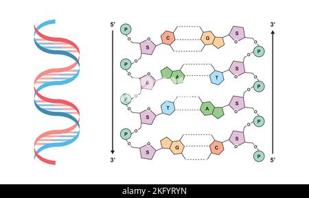 Wissenschaftliche Entwicklung des Watson- und Crick-DNA-Modells. Bunte Symbole. Vektorgrafik. Stock Vektor