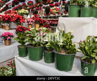 Bunte Weihnachtskakteen im Gewächshaus blühen für die Weihnachtszeit. Stockfoto