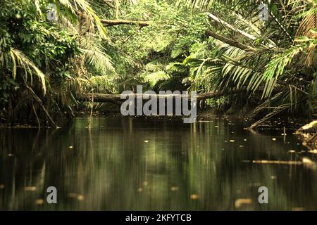 Ein Blick auf den Cigenter River auf Handeuleum Island, einem Teil des Ujung Kulon National Park, das einzige Zuhause für das vom Aussterben bedrohte javanische Nashorn (Rhinoceros sondaicus), das sich in Pandeglang, Banten, Indonesien befindet. Stockfoto