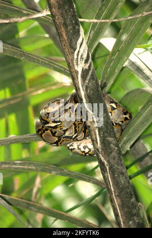 Eine Python, wahrscheinlich eine burmesische Python (Python bivittatus), liegt auf einer Nipa-Palme am Ufer des Cigenter-Flusses auf Handeleum Island, einem Teil des Ujung Kulon-Nationalparks in Pandeglang, Banten, Indonesien. Stockfoto