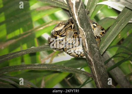 Eine Python, wahrscheinlich eine burmesische Python (Python bivittatus), liegt auf einer Nipa-Palme am Ufer des Cigenter-Flusses auf Handeleum Island, einem Teil des Ujung Kulon-Nationalparks in Pandeglang, Banten, Indonesien. Stockfoto