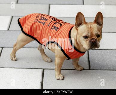 7 Jahre alte rote Tan männliche französische Bulldogge, die für Halloween verkleidet ist Stockfoto