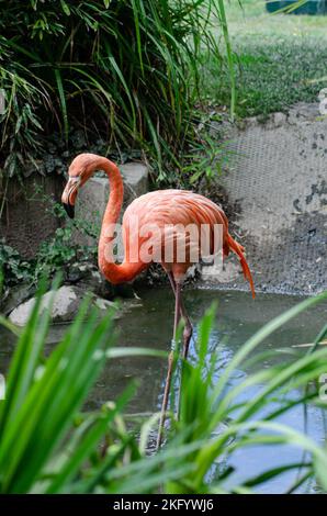 Flamingo watend durch Wasser im Gehege Stockfoto