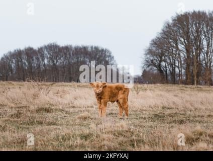 Schottisches Higlander niedliches Kalbvieh auf einer ökologischen Feldfarm Stockfoto