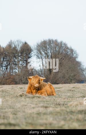 Schottisches Higlander-Rind auf einer ökologischen Feldfarm Stockfoto