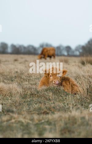Schottisches Higlander niedliches Kalbvieh auf einer ökologischen Feldfarm Stockfoto