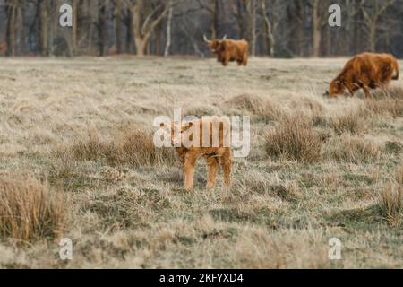 Schottisches Higlander-Rind auf einer ökologischen Feldfarm Stockfoto