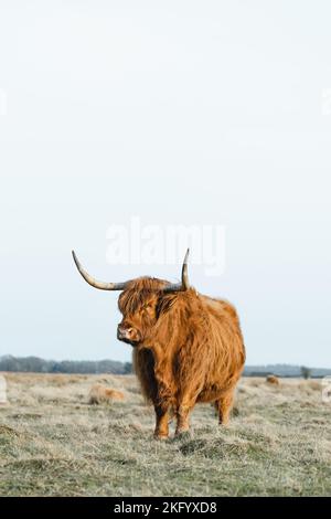 Schottisches Higlander-Rind auf einer ökologischen Feldfarm Stockfoto