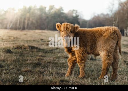 Schottisches Higlander niedliches flauschiges Kalbsvieh auf einer ökologischen Feldfarm Stockfoto