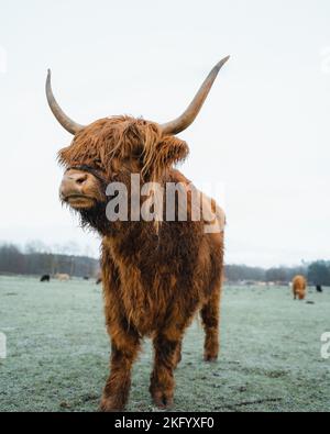 Schottisches Higlander-Rind auf einer ökologischen Feldfarm Stockfoto