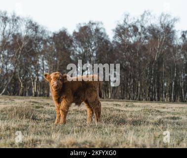 Schottisches Higlander Kalb-Rind auf einem Feld ökologisch Stockfoto