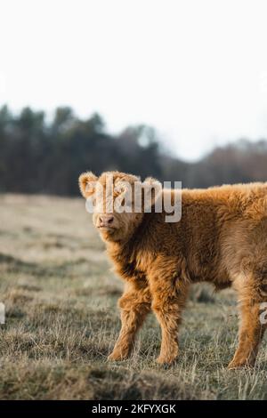 Schottisches Higlander Baby Kalbrinder auf einer ökologischen Feldfarm Stockfoto