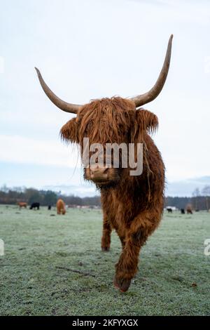 Schottisches Higlander-Rind auf einer ökologischen Feldfarm Stockfoto