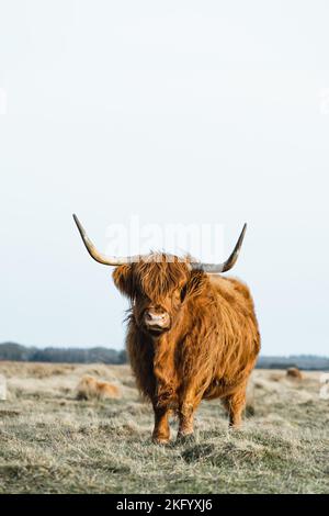 Schottisches Higlander-Rind auf einer ökologischen Feldfarm Stockfoto
