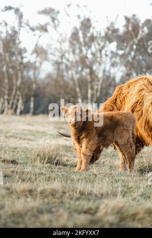 Schottisches Higlander-Rind auf einer ökologischen Feldfarm Stockfoto
