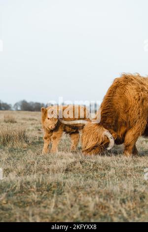 Schottische Higlander-Mutter und Calf-Rinderfamilie auf einem ökologischen Bauernhof Stockfoto