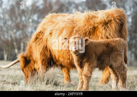 Schottisches Higlander-Rind und Mutter auf einer ökologischen Feldfarm Stockfoto