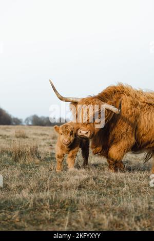 Schottische Higlander-Familie, Kalb und Mutter auf einem ökologischen Bauernhof Stockfoto