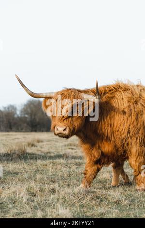 Schottisches Higlander-Rind auf einer ökologischen Feldfarm Stockfoto