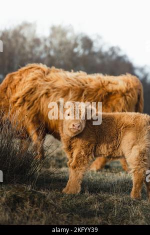 Schottisches Higlander-Rind und Mutter auf einer ökologischen Feldfarm Stockfoto
