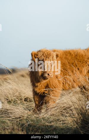 Schottisches Higlander-Rind auf einer ökologischen Feldfarm Stockfoto