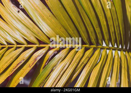 Nahaufnahme von Majestät Palmwedel (Ravenea rivularis) unter dem Sonnenlicht, aufgenommen in geringer Schärfentiefe Stockfoto