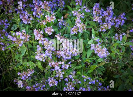 Salbei (Salvia officinalis) (Salbei, auch Gartensalbei oder Salbei genannt): In voller Blüte. Stockfoto