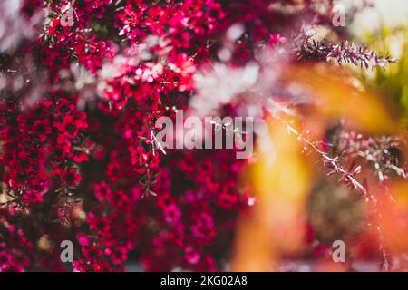 Nahaufnahme von rosa Blüten flom eine neuseeländische Tea Bush-Pflanze mit dunklen Blättern, die in geringer Schärfentiefe aufgenommen wurden Stockfoto