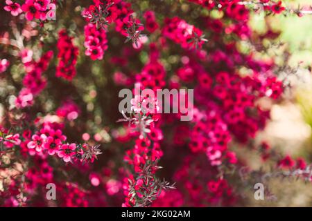 Nahaufnahme von rosa Blüten flom eine neuseeländische Tea Bush-Pflanze mit dunklen Blättern, die in geringer Schärfentiefe aufgenommen wurden Stockfoto